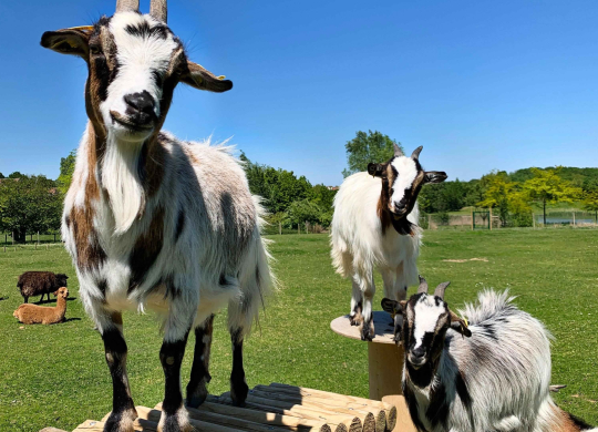 Kinderboerderij Campanile